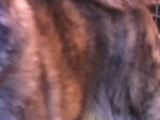 秋田犬の虎毛の写真