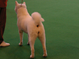 秋田犬の白の写真