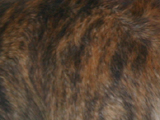 ウェルシュ・コーギー・カーディガンのレッドブリンドルの写真