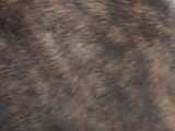 ブル・テリアのレッドブリンドルの写真