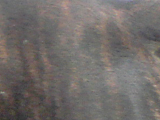 スタッフォードシャー・ブル・テリアのレッドブリンドルの写真