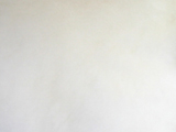 スタンダード・プードルのホワイトの写真