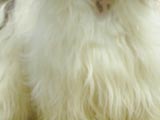 チャイニーズ・クレステッド・ドッグのホワイトセーブルの写真