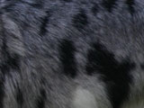 ウェルシュ・コーギー・カーディガンのブルーマールの写真