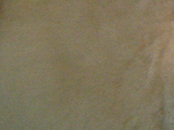 ミニチュア・プードルのクリームの写真