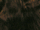 アメリカン・コッカー・スパニエルのブラックの写真