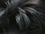 チャイニーズ・クレステッド・ドッグのブラックホワイトの写真