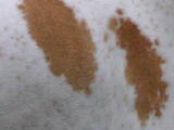 イングリッシュ・ポインターのホワイトオレンジの写真