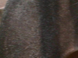 チャイニーズ・クレステッド・ドッグのピンクホワイトスレートの写真