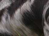 ダックスフンドのブラックシルバーダップルの写真