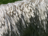コモンドールの縄状毛の画像