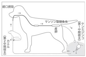 犬の専門用語事典 マンソン裂頭条虫